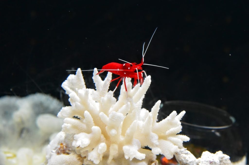 中学受験 最難関校の一角 渋幕 について 中学受験の窓口 偏差値を上げる勉強法 50 以下から伸ばす親の関わり方